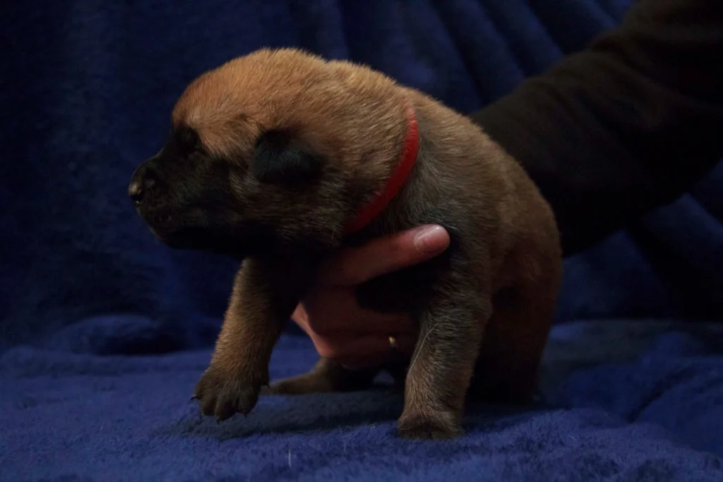 cachorros con sables de luz