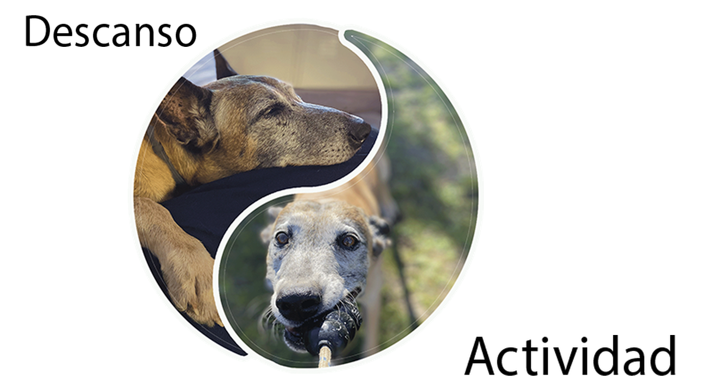 Ciclo Descanso / Actividad